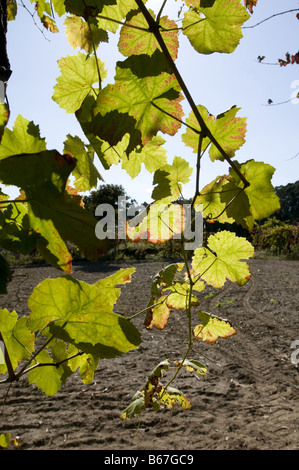 Vinho Verde vitigni nella regione del Minho, Portogallo Foto Stock