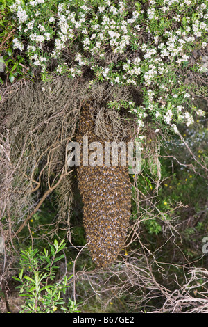 Uno sciame di api mellifere appeso a un albero. Due popoli Bay riserva naturale nei pressi di Albany, Australia occidentale Foto Stock