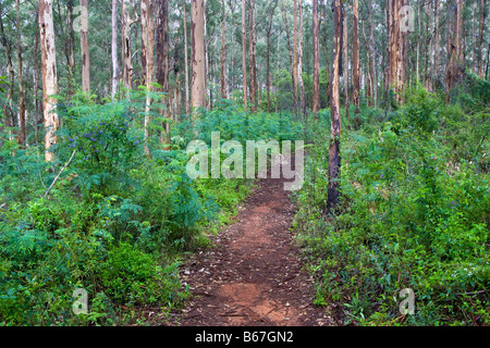 Il Bibbulmun via passando attraverso la Foresta di Karri (Eucalyptus diversicolor) in Gloucester National Park, Australia occidentale Foto Stock