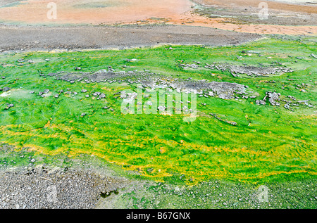 Primo piano del runoff di una primavera calda con coloratissime alghe e batteri. Foto Stock