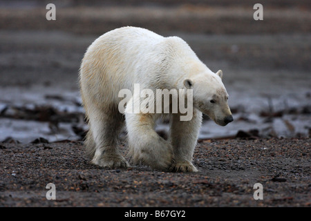 Un orso polare (Ursus maritimus) passeggiate lungo una spiaggia sulla Costa artica dell Alaska vicino al Arctic National Wildlife Refuge, AK. Foto Stock