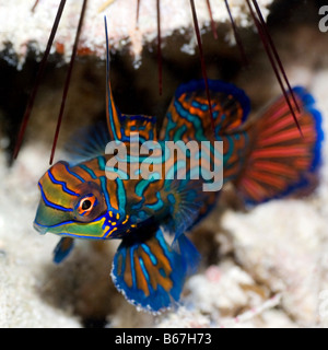 Piccoli pesci tropicali pesce mandarino close up Sipadan Celebes mare Foto Stock