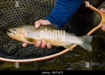 Westslope Tagliagole Trota di Elk River in British Columbia Foto Stock