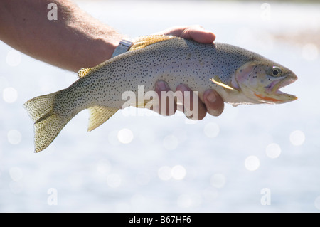 Westslope Tagliagole Trota di Elk River in British Columbia prese la pesca con la mosca in una cattura e rilascio di pesca. Foto Stock