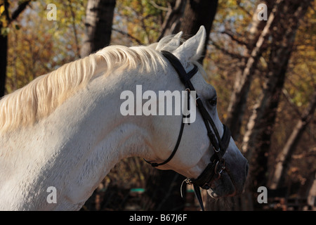 Arabian Horse (Equus caballus), ritratto di stallone Foto Stock