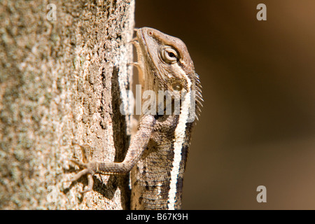 Dettagliata della testa e spalle ritratto di una lucertola AGAMA SA (AGAMA SA) calotes crogiolarvi al sole su un tronco di albero in Mauritius. Foto Stock