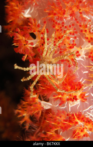 Soft Coral Granseola Achaeus spinosus Alor Lesser Sunda Islands Indo Pacific Indonesia Foto Stock