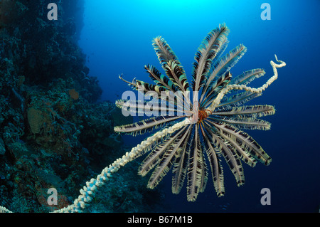 Crinoide seduta sul filo Coral Commanthina spec Cirrihipathes spiralis Alor Lesser Sunda Islands Indo Pacific Indonesia Foto Stock
