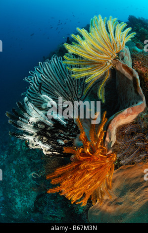 Crinoidi sulla spugna Commanthina spec Alor Lesser Sunda Islands Indo Pacific Indonesia Foto Stock