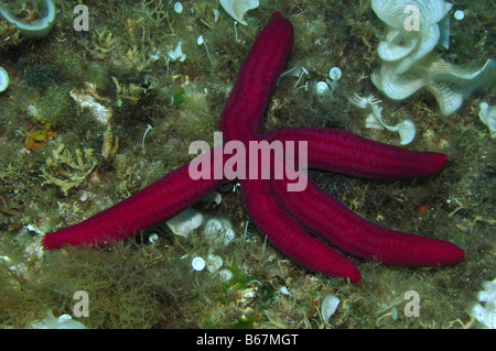 Stella Serpente Echinaster sepositus Susac isola mare adriatico Croazia Foto Stock