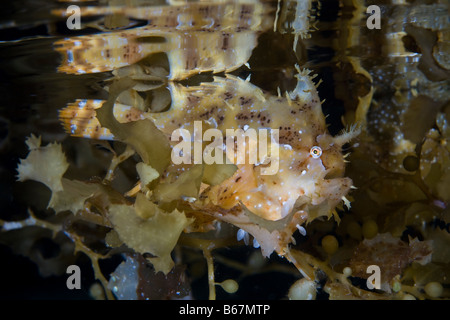 Rana pescatrice Sargassum Histrio histrio Raja Ampat Papua Nuova Guinea Indonesia Foto Stock