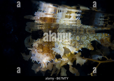 Due Sargassum Frogfishes Histrio histrio Raja Ampat Papua Nuova Guinea Indonesia Foto Stock