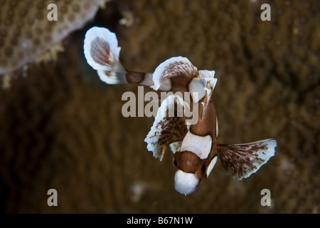 I capretti Harlequin Sweetlips Plectorhinchus chaetodonoides Raja Ampat Papua Nuova Guinea Indonesia Foto Stock