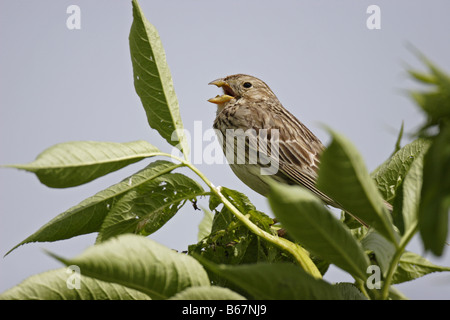 Grauammer Ammer Miliaria calandra Corn Bunting Foto Stock