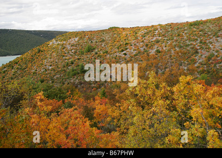 Autunno leafs foglie colore colore Kroatien Croazia Europa europei outdoor esterno all'aperto mediterraneo EUROPA EUROPA mediter Foto Stock