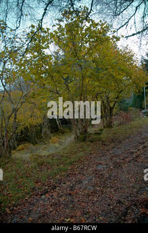 Abbandonato e antiche Hazel bosco ceduo da Applecross, Wester Ross, Ross and Cromarty, Highlands della Scozia Foto Stock