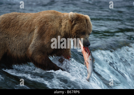 Orso bruno, Grizzly, Ursus arctos con salmone, Brooks River Falls, Katmai National Park, Alaska, STATI UNITI D'AMERICA Foto Stock