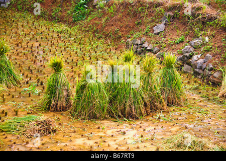 Riso raccolto raccolto sul campo, Yangshuo, provincia di Guangxi, Cina Foto Stock