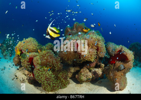 Magnifico mare anemoni Heteractis magnifica Marsa Alam Red sea Egypt Foto Stock