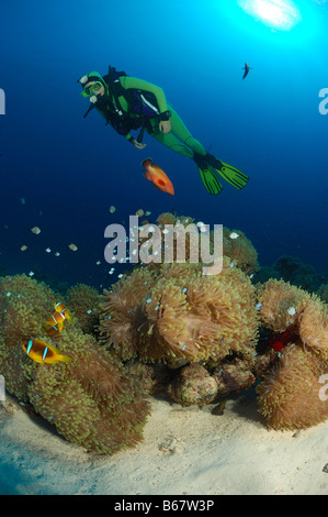 Subacqueo e magnifico mare anemoni Heteractis magnifica Marsa Alam Red sea Egypt Foto Stock