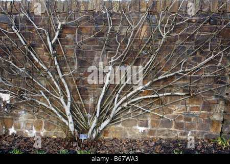 FIG BROWN TURCHIA SULLE PROPRIE RADICI FAN addestrato alberi da frutto a RHS ROSEMOOR GARDEN DEVON fotografato con permesso di RHS Foto Stock