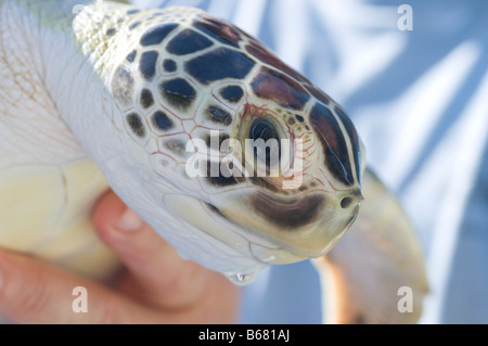 Close-up di tartaruga, l'Ospedale di tartaruga, maratona Dolphin Santuario, maratona, Florida Keys, Florida, Stati Uniti d'America Foto Stock