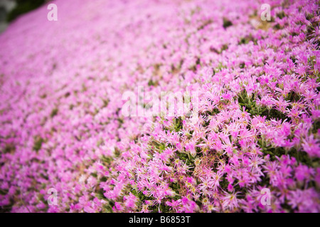 Rosa fiori di campo Foto Stock