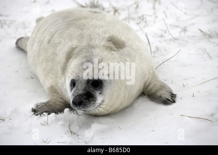 Guarnizione grigio pup Halichoerus grypus nella neve Foto Stock