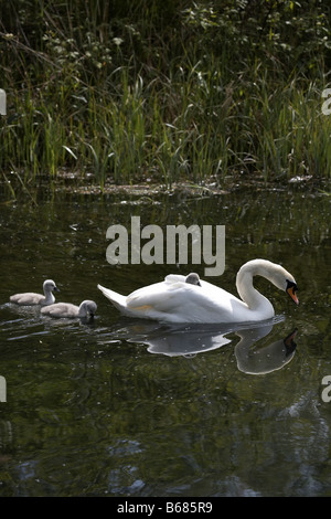Cigno famiglia Foto Stock
