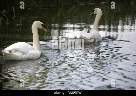 Cigno famiglia con giovani cygnets Foto Stock