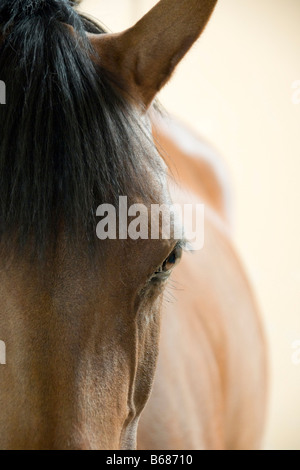 Cavallo Foto Stock