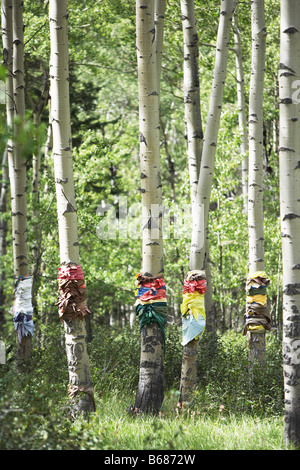 Panno legato intorno a tronchi di albero ore due Creek, Alberta, Canada Foto Stock