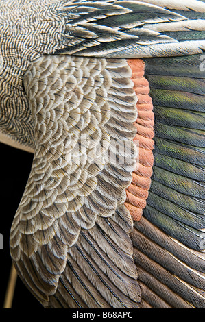 Dettaglio foto di un anatra decorativa decoy Foto Stock