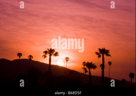Palme sulla collina al tramonto, Ventura CALIFORNIA, STATI UNITI D'AMERICA Foto Stock