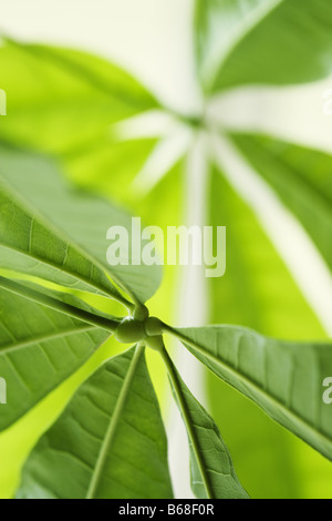 Money Tree lascia pachira aquatica Foto Stock