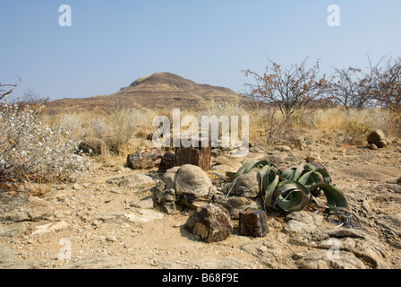 Welwitschia mirabilis deserto Damarland vegetali, Namibia Foto Stock