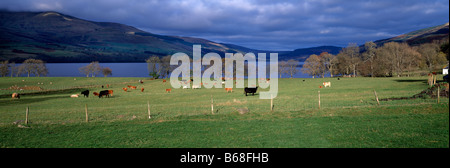 Panoramica paesaggio autunnale sul Loch Tay, Tayside, Perthshire Scozia che mostra il bestiame al pascolo nei campi in primo piano. Foto Stock