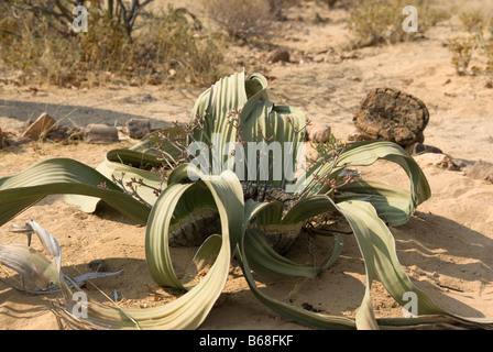 Welwitschia mirabilis deserto impianto, Damarland, Namibia Foto Stock