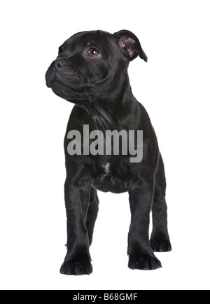 Cucciolo Staffordshire Bull Terrier 2 mesi di fronte a uno sfondo bianco Foto Stock