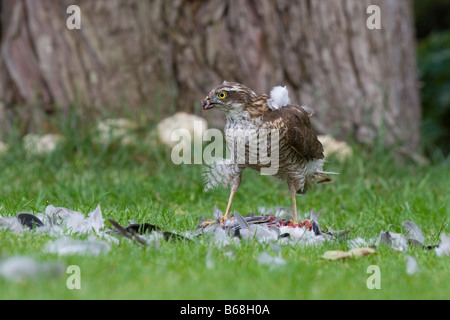 Sparviero (Accipiter nisus) alimentazione sul legno della seduta del piccione Foto Stock