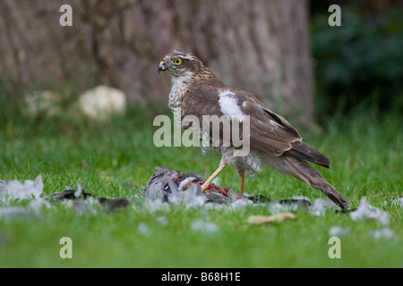 Sparviero (Accipiter nisus) alimentazione sul legno della seduta del piccione Foto Stock