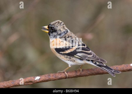 Maschio (Brambling Fringilla montifringilla) seduto sul cancello arrugginito Foto Stock