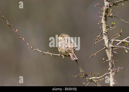 Corn bunting (Miliaria calandra) in seduta Biancospino Foto Stock