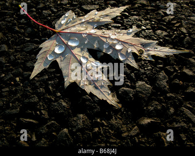 Il telaio di sicurezza ROPS di rugiada sulla caduta di una foglia di acero. Foto Stock