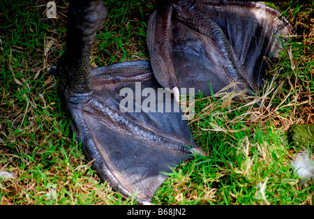 Chiudere l immagine di ZAMPE ANATRA Foto Stock