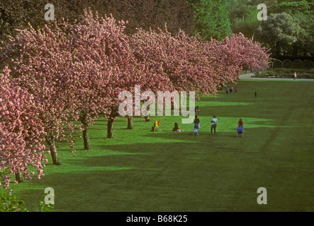 Fiori Ciliegio brooklyn Botanic Garden new york Foto Stock