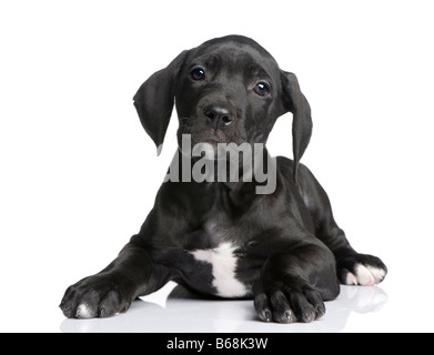 Cucciolo di Alano di 2 mesi di fronte a uno sfondo bianco Foto Stock