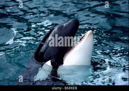 Balena Killer (Orcinus orca) affiorante lungo la costa occidentale del Pacifico della Columbia britannica in Canada Foto Stock