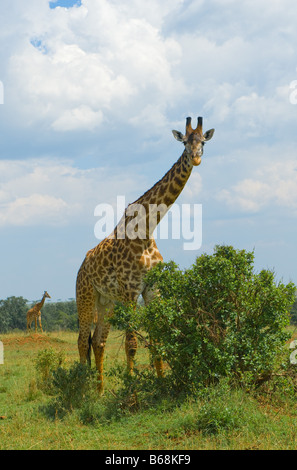 Giraffa e un albero masai Mara kenya Foto Stock