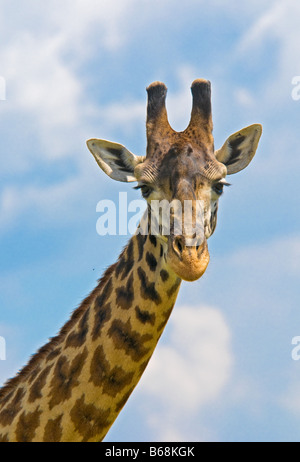 Testa della giraffa oltre il cielo blu Foto Stock